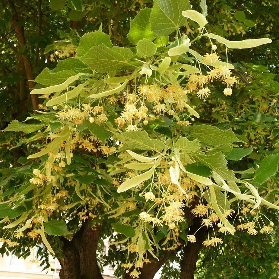 Tüplü Yoğun Kokulu Ihlamur (Tilia) Fidanı (200-250 cm) 5 Yaş