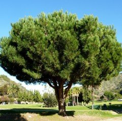 Tüplü (Pinus Pinea) Fıstık Çamı Fidanı 4 Yaş (100-150 cm)