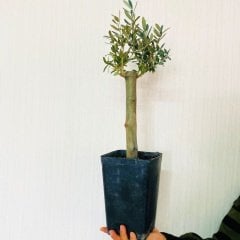 Bonsai Uzun Ömürlü Bodur Zeytin Fidanı Ücretsiz Kargo (Büyük Boy Saksıda)