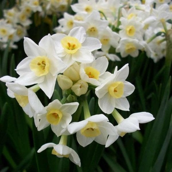 Güzel Kokulu White Cheere Nergis Soğanı (3 adet)