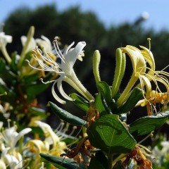 Tüplü Kokulu Hanım Eli Lonicera Caprifolium Fidanı (10 Adet)