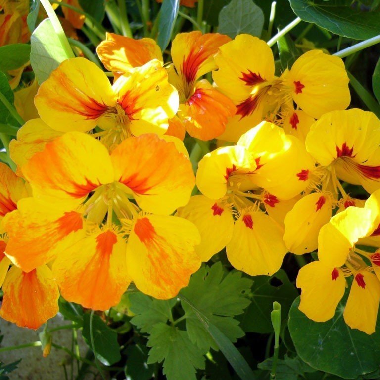 Latin Sarı Rüya Çiçeği Tohumu(10 tohum)