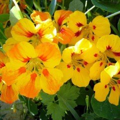 Latin Sarı Rüya Çiçeği Tohumu(10 tohum)