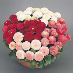 Katmerli Mix Bellis Perennis Ponpon İngiliz Çayır Papatyası Çiçeği Tohumu (100 tohum)