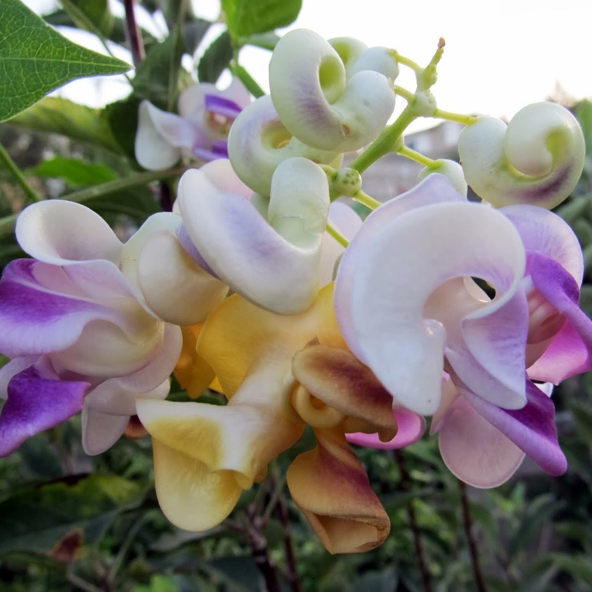 Kokulu İzmir Sarmaşığı Selluka Çiçeği Fidesi (Mini Boy) 9 cm saksı