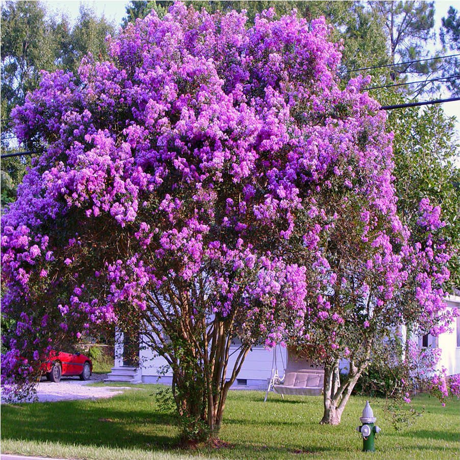 Tüplü Lagerstromia İndica Mor Oya Ağacı Hint Leylağı Fidanı