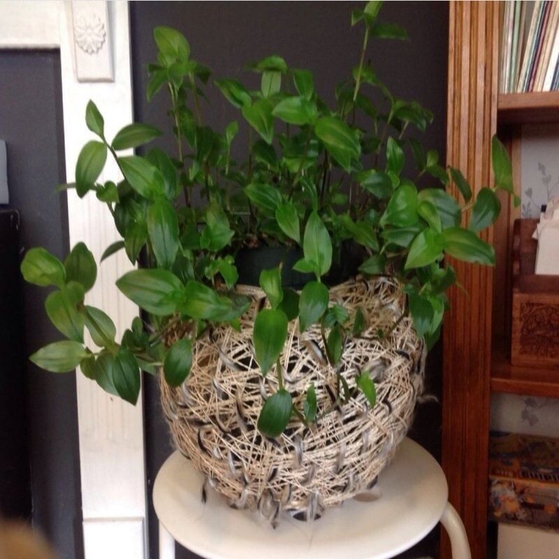 Tradescantia Albiflora Telgraf Çiçeği Fidesi(3 Adet Fide)