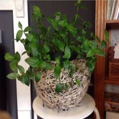 Tradescantia Albiflora Telgraf Çiçeği Fidesi(3 Adet Fide)